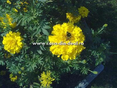 Pensiunea Casa din Deal, Govora, judetul Valcea