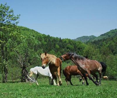 Pensiunea Craiul, Vidra, judetul Alba
