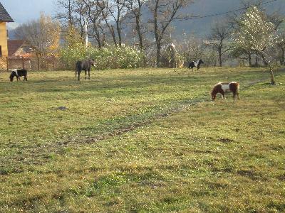 Pensiunea Coroana Reginei, Bran, judetul Brasov