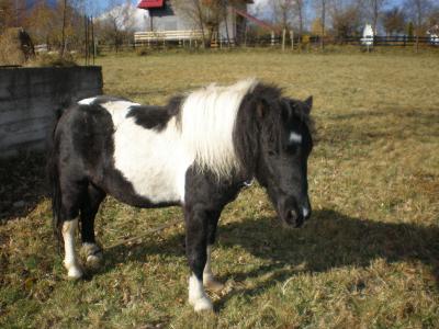 Pensiunea Coroana Reginei, Bran, judetul Brasov