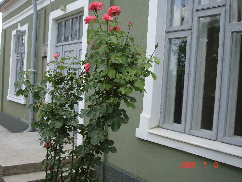 Pensiunea Casa Oana, Iasi, judetul Iasi